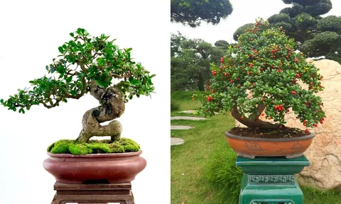 Cây dại lên chậu thành bonsai, hoá tuyệt phẩm tiền tỉ, được ví như ‘hòn ngọc Viễn Đông’