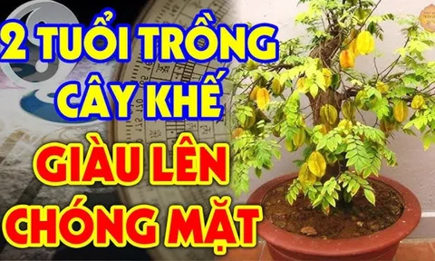 Người tuổi này hợp mệnh trồng khế, có 1 cây trong nhà tài lộc nhân đôi, phước phần đầy đủ