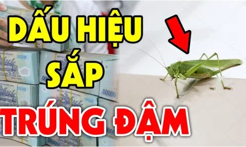 5 loài vật đệ tử Thần Tài bước vào điềm báo phát tài đang tới: Chỉ 1/5 cũng giàu có