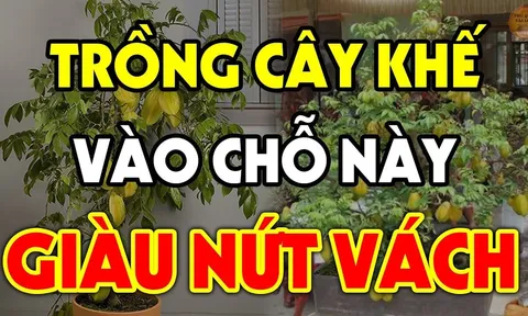 Tại sao chuyên gia phong thủy nói năm 2025 rất thích hợp trồng cây Khế?