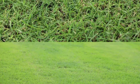 Sân Thiên Trường ‘thay áo mới’, NHM đòi bê mặt cỏ ra chảo lửa Mỹ Đình