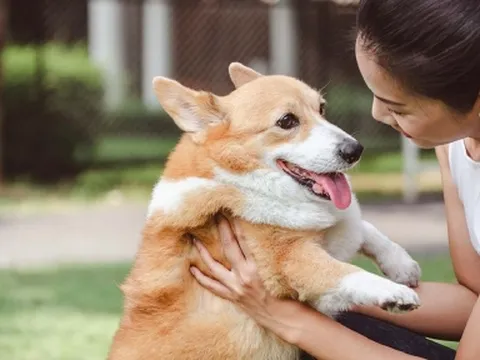Chú cún bật khóc nức nở khi lâu ngày mới được gặp lại chủ