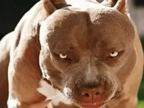 Người phụ nữ Thanh Hóa không qua khỏi vì bị chó Pitbull tấn công khi đang cho ăn 