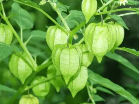 2 loại rau dại ít người ăn được ví là 'thần dược' được săn đón ở nước ngoài