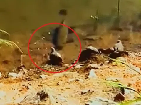 Chim bồ câu lật kèo ngoạn mục khi bị cá đớp xuống nước