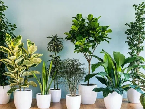 5 loại cây được chuyên gia khuyên trồng trong nhà, vừa giúp lọc khí vừa mang lại may mắn cho gia chủ