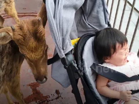Video: Bé gái khóc thét khi thấy nai con trong sở thú lại gần xe đẩy lục đồ ăn