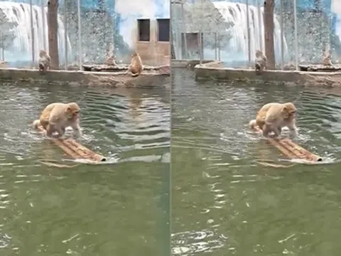 Video: Khỉ dùng bè di chuyển trên mặt nước điệu nghệ khiến du khách thích thú