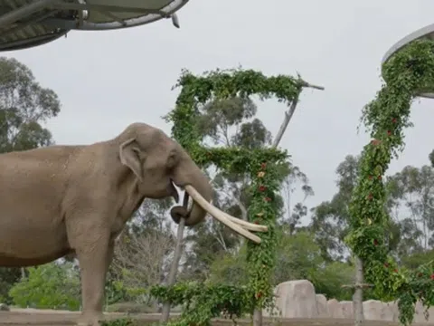 Video: Chú voi vui mừng khi được vườn thú tổ chức sinh nhật lần thứ 50