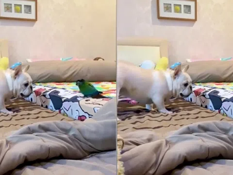 Video: Chó ngao Pháp bị vẹt đuổi chạy khắp phòng can tội dám giỡn mặt 'đại ca'