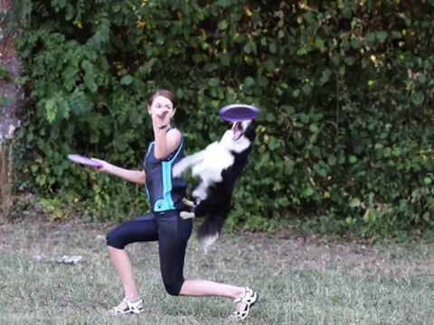 Video: Chó Border Collie trổ tài bắt đĩa bay điêu luyện khiến người xem kinh ngạc