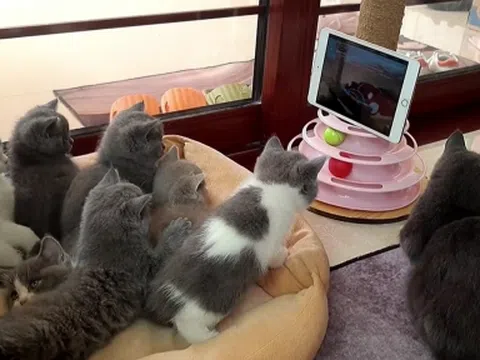 Video: Biểu cảm đáng yêu của nhóm mèo con cùng nhau ngồi xem phim hoạt hình 'Tom và Jerry' 
