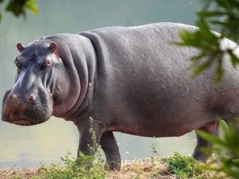 Nhìn vậy mà không phải vậy: Hà mã to ú lu nhưng không hề béo!