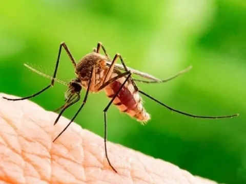 Dùng 2 loại đồ uống này, muỗi đeo bám bạn như bị nam châm hút