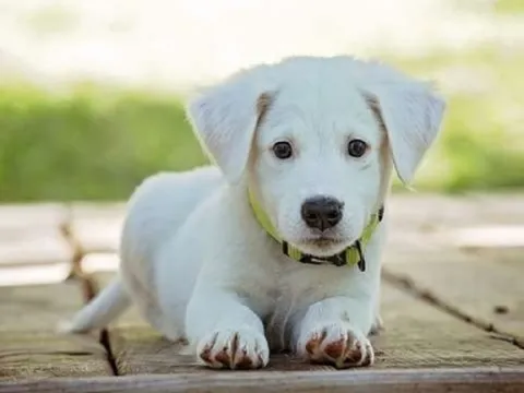 Top 4 con giáp tài lộc hanh thông nhất 3 tháng cuối năm 2022