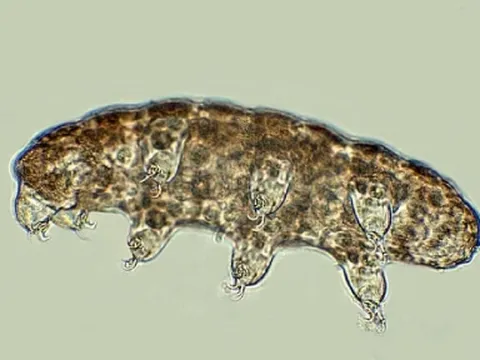 Tiết lộ điểm yếu của sinh vật sống không cần nước trong nhiều thập kỷ