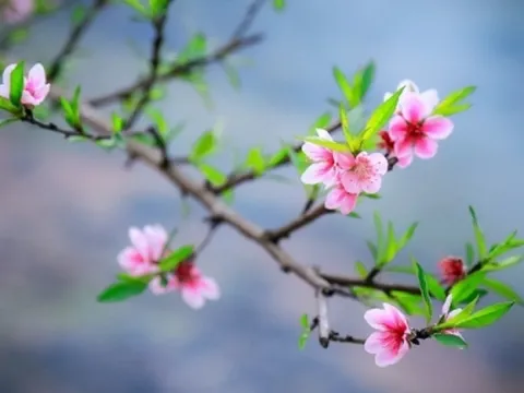 Bộ Tài Chính đề xuất nghỉ Tết Nguyên đán 9 ngày 