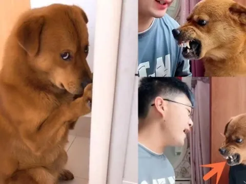 Rùng mình phát hiện bí mật gây sốc sau những video quay chó cưng để câu view