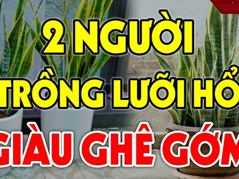 Cây lưỡi hổ xua đuổi tà ma: 2 tuổi này trồng kinh doanh đắc tài chẳng thiếu tiền xài