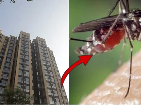 Muỗi có thể bay được bao nhiêu tầng trong tòa nhà?