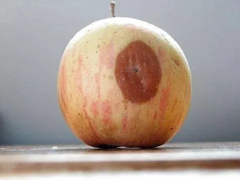 Quả táo bị thối một miếng nhỏ cắt bỏ đi ăn có độc không?