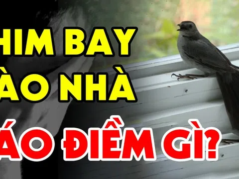 3 con chim bay vào nhà mang theo Tiền- Tài, 2 loài chỉ mang tin dữ, biết mà tránh