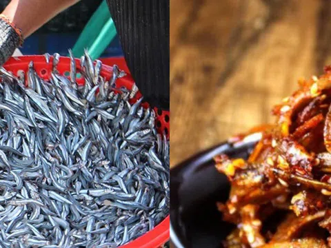 Loại cá là "kho omega-3 và vitamin", rất tốt cho sức khỏe tim mạch, chợ Việt bán đầy giá lại rẻ