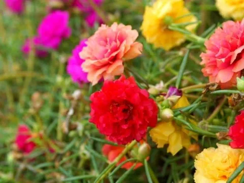 Mùa hè có 3 loại hoa cắm cành cũng sống, lười tưới nước một chút hoa vẫn nở đầy nhà