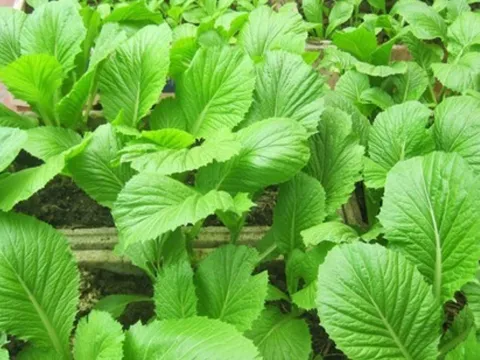 5 loại rau trồng dễ dàng ở ban công, chỉ cần 1 tháng là có thể hái ăn được