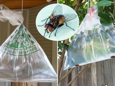 Vì sao treo túi nước trước cửa có thể đuổi được ruồi?