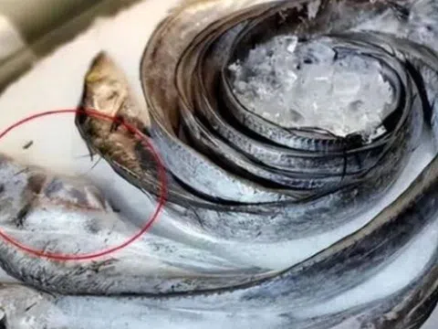 4 loại cá có thể gây ung thư, ăn quá nhiều bệnh tật tìm đến tận cửa