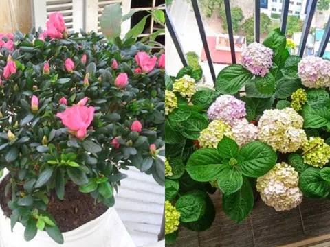 6 loại hoa đẹp nhưng không nên trồng ở ban công, cẩn thận kẻo mất tiền oan