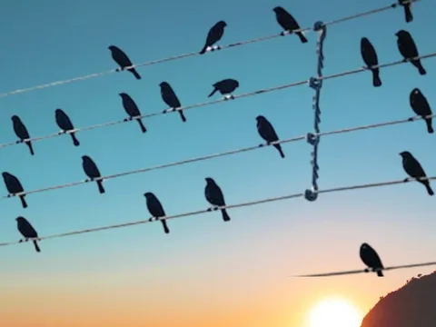 Vì sao những con chim đậu trên dây điện mà không bị điện giật?
