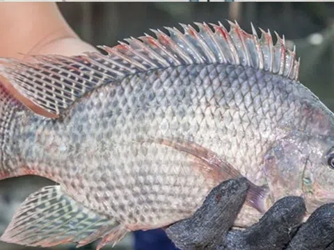 3 loại cá dễ dính kim loại nặng nhất, loại đầu tiên người Việt ăn rất thường xuyên