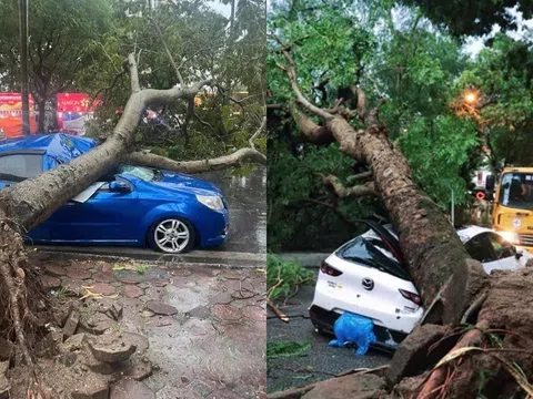 Mưa bão làm cây đổ đè trúng ô tô, chủ xe có được bảo hiểm bồi thường không?