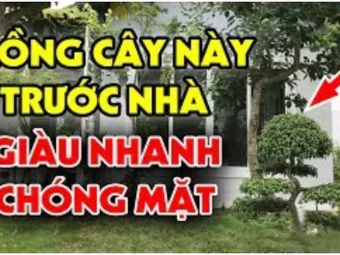 Tổ tiên dặn: Nghèo mấy cũng đừng chặt bỏ 3 cây này, càng để càng trấn giữ của cải