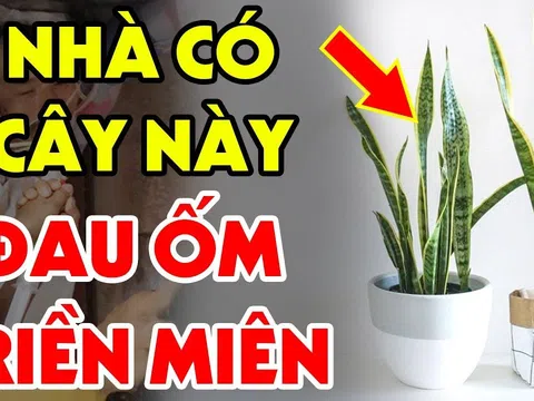 Tuổi này đại kỵ với cây Lưỡi Hổ: Cây càng tốt càng tổn phúc, tiền của không cánh mà bay