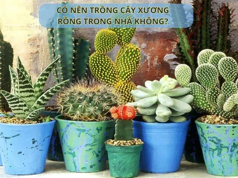 Cây xương rồng gai góc, xù xì có nên trồng trong nhà không? Ý nghĩa phong thuỷ của cây xương rồng