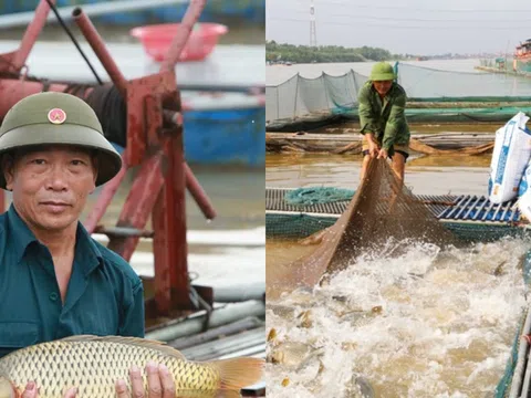 Nuôi loài đặc sản ‘to bự', từ hai bàn tay trắng, nông dân nhẹ nhàng thu về 10 tỷ đồng/năm