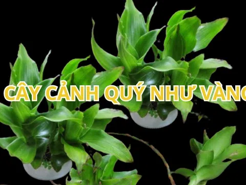 Trồng cây này nghe tên đã thấy giàu có, lại là thần dược bảo vệ cả nhà và rất dễ chăm sóc