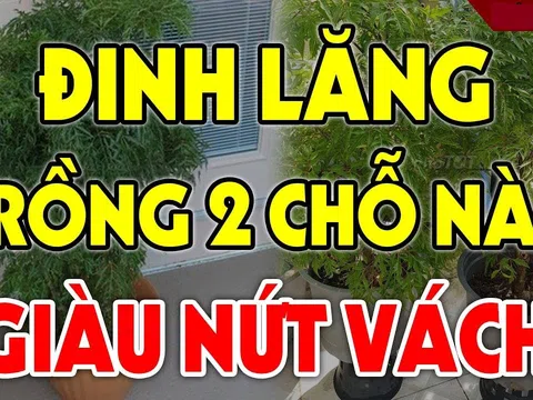 Cây Đinh Lăng hút tài lộc đừng trồng linh tinh: Đây mới là vị trí giúp gia chủ tiền vào như nước