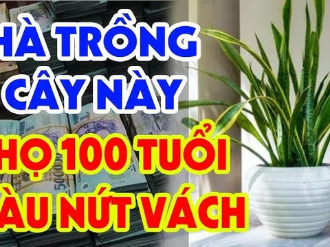 Vào nhà thấy 3 chỗ có 3 cây xanh, gia đình giàu có khỏe mạnh, là cây gì- nơi nào?