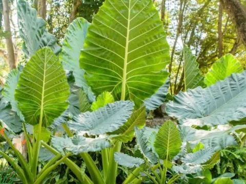 Thầy phong thủy nói trồng cây này trong nhà hút lộc thiên hạ, lá càng to càng giàu có, nhiều người ngạc nhiên