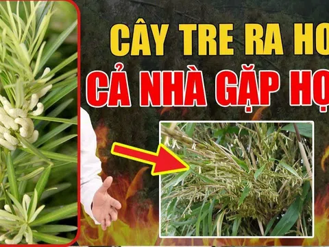 Tùng nở hoa nhà phát tài, trúc trổ bông tai ương tới, nhà ai có phải chặt bỏ ngay