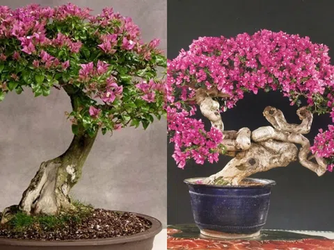 Cây dại nở hoa quanh năm: Biến hóa thành bonsai quý hiếm, mang đến sự giàu sang, phú quý