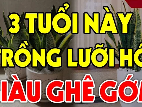 Cây lưỡi hổ xua đuổi tà ma, hút tiền tài: 3 người này trồng kinh doanh đắc tài, chẳng thiếu tiền xài