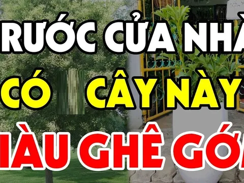 4 loại cây trồng trước cửa hứng lộc, 3 cây trồng sau nhà trấn giữ của cải, là những cây nào?