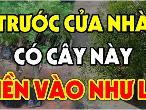 3 loại cây trồng trước nhà nào nhà đó trấn giữ của cải, Tiền vào như nước, giàu có cả đời