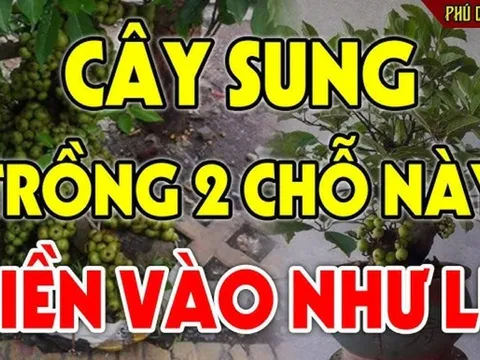 Cây Sung cứ trồng ở 2 vị trí này trong nhà tài lộc dồi dào, phong thuỷ vượng phát: Rất nhiều người không biết