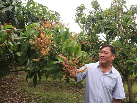 Ở nhà trồng 1 loại cây "quý như vàng" thơm như hoa, người nông dân đút túi 2 tỷ đồng/năm